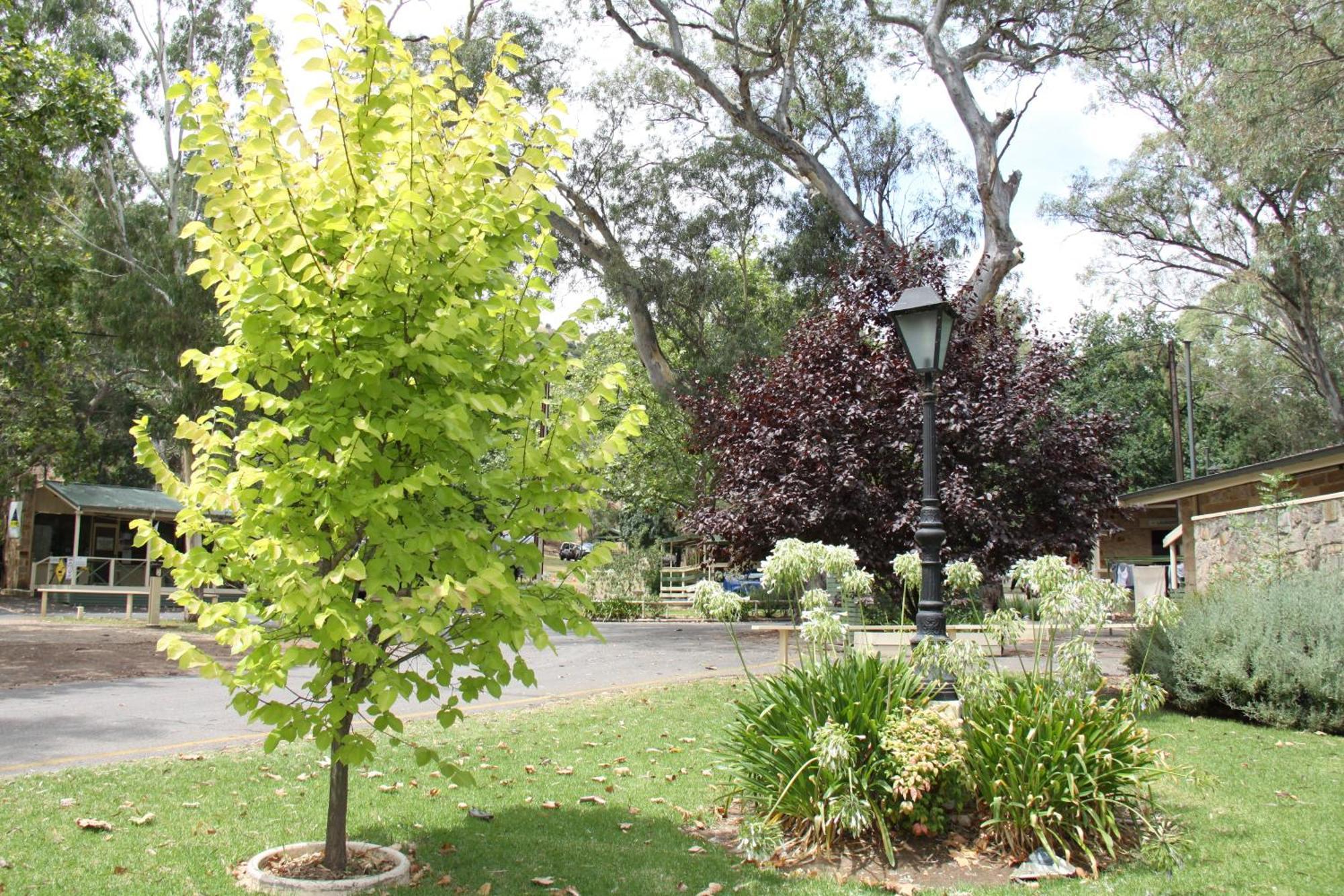 Adelaide Brownhill Creek Tourist Park Hotel Kültér fotó